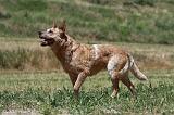 BOUVIER AUSTRALIEN 324